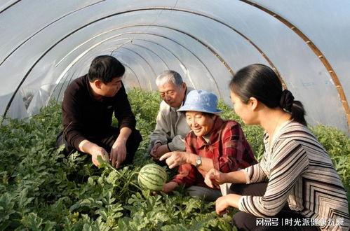 老头老太吃瓜,老头老太的欢乐食瓜时光