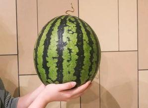 广州南洋理工吃瓜,一场吃瓜大戏背后的真相揭秘