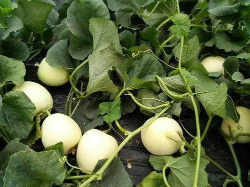 面瓜甜瓜怎么吃,解锁夏日清新口感