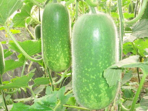 北美吃瓜大人图片,揭秘北美社交圈的热辣话题与趣味瞬间