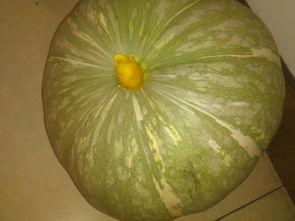 送瓜怎么吃啊,轻松学会美味瓜果的正确食用方法