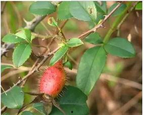 瓜栗果实可以吃吗