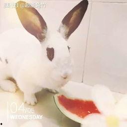 吃瓜兔子头像,揭秘吃瓜兔子的趣味生活