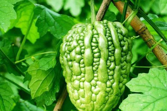 广东吃的什么瓜