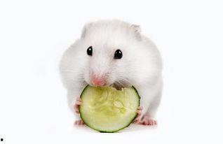 小仓鼠吃麒麟瓜,小仓鼠的麒麟瓜美食之旅