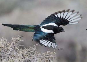 喜鹊吃瓜咋办,喜鹊吃瓜引发的生态趣事