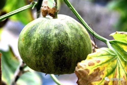 春节让大家有瓜吃,共享瓜果，共庆团圆