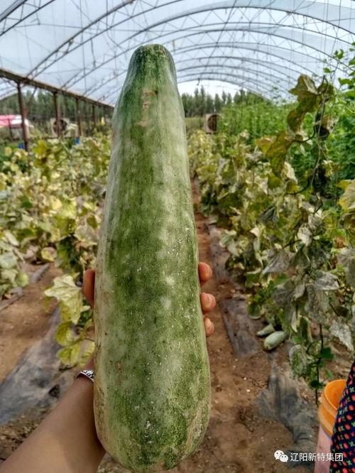 带你吃瓜天桥,揭秘城市新地标背后的故事