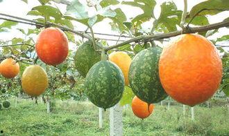 潮州吊瓜怎么吃,传统美食的多样吃法探索