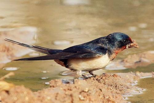 吃瓜燕子是谁,吃瓜燕子背后的故事