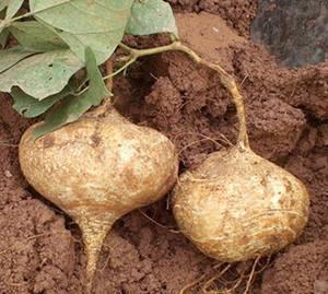 土瓜可以吃几季,尽享丰收之乐