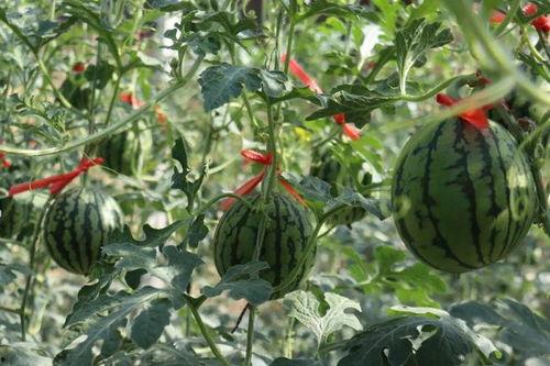 周末能去哪里吃瓜,解锁各地特色“吃瓜”之旅