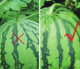 吃线吃瓜,揭秘网络舆论背后的真相与影响