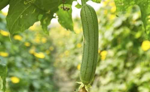 吃角瓜中毒吃什么药