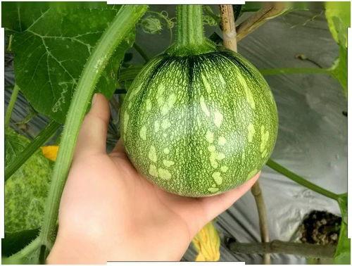 吃瓜小程同学,吃瓜小程同学的校园趣事大盘点