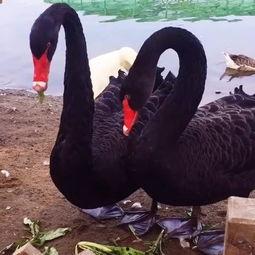 天鹅吃茭瓜叶,茭瓜叶的独特魅力