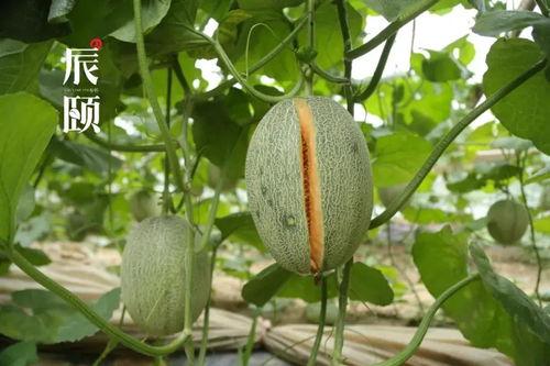 吃云南的瓜蜜,甜蜜之旅，探寻云南特色果香蜜韵