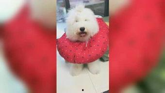 我爱吃糖吃瓜,尽享生活美好