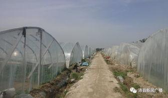 沛县最近吃瓜事件,一场网络热议背后的真相揭秘