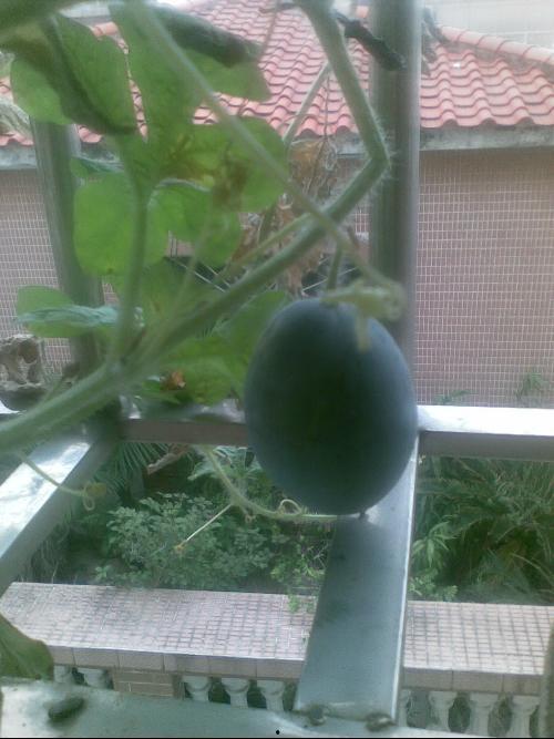 阳台吃瓜的狗,狗狗的悠闲夏日时光