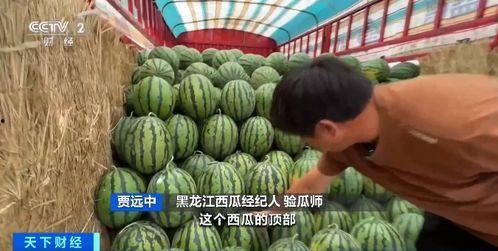 库车吃瓜,探寻新疆美食的独特魅力