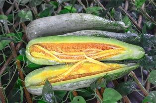 bingo网红吃瓜,娱乐圈幕后真相曝光