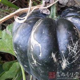 煮熟的方瓜怎么吃,探索煮熟方瓜的多彩美味